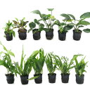 (水草)おまかせアヌビアス&ミクロソリウム&クリプトコリネ 60cm水槽レイアウトセット(12ポット分)