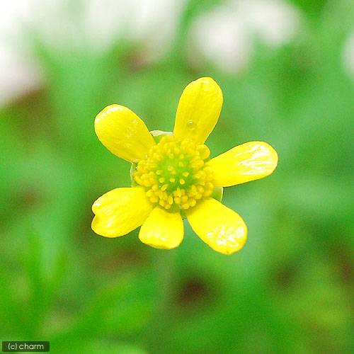 （水草）ラヌンクルス　イヌンダタス（水上葉）鉢植え（無農薬）（3鉢）