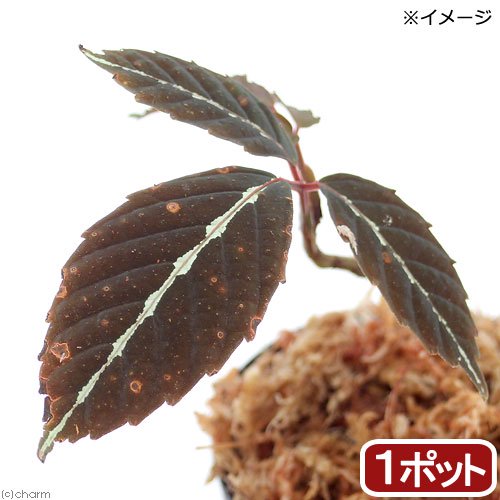 葉の模様が美しいブドウの仲間！リーア　アマビリス発送サイズ草丈:約3〜10cm ※発送時期、品種により前後する場合がございます。 学名（※）Leea　amabilis （※）…改良品種や学名が不明の種は流通名での記載の場合があります。 分類ブドウ科ウドノキ属 どんな種類？ 育成難易度　→★☆☆☆☆ ボルネオ島に生育しているブドウ科のツル性植物。 葉の中央に白いラインが入っています。 メタハラなど強い光は好まず、多湿を好みます。 低温にも強くないので15度以下にはならないように管理する必要があります。 管理方法湿度の保てる容器内での栽培をお勧めいたします。直射日光は葉焼けの原因となります。 生育適温は、15℃〜25℃が目安です。 水切れに弱いため、湿った状態を保ちます。 ※当店では湿度100％に近い環境で管理を行っています。 葉水等を行うと状態良く栽培が可能となります。注意※表記サイズは1株（1本）でのおおよその目安です。育成環境や、成長の度合いにより最大サイズは異なります。 ※画像はイメージです。ボリュームや葉の枚数、ポットの大きさは株ごとに異なりますのでご了承の上お買い求めください。 ※株のみの発送となる場合がございます。 ※ボリュームや葉の枚数、大きさは株ごとに異なりますのでご了承の上お買い求めください。 ※株のみの発送となる場合がございます。 ※時期により発送サイズが前後する場合がございます。ご了承の上お買い求めください。 ※葉のキズ、枯れ等がある場合がございます。 RainForest　パルダリウムケージプロ　PCP6045　60×30×45cm　パルダリウム　お一人様1点限り　60cm水槽ハイポネックス　原液　〜Newレイシオ〜　800ml　追肥　液体肥料　速効性肥料　草花　野菜スリット鉢　プレステラ　120深型　黒　10個セット　ハオルチア　エケベリア園芸用蓄圧式噴霧器　全自動ハイパー　＃4000（4L）アクロ　スーパークリア　パルダリウムケージ　45×30×45cm　底面排水仕様　ドレインセットアクロ　スーパークリア　パルダリウムケージ　45×30×45cm … PF_SPQ　ガーデニング　20171224　NT　原種　テラリウム　ビバリウム　パルダリウム　熱帯植物　育て方　育成方法　栽培方法　ボルネオ　カリマンタン　ツタ　ツル　カプアス　フル　Leea　amabilis　from　Borneo　Kapuas　hulu　terrariumplants　progenitorplant■この商品をお買い上げのお客様は、下記商品もお買い上げです。※この商品には付属しません。■RainForest　パルダリウムケージプロ　PCP6045　60×30×45cm　パルダリウム　お一人様1点限り　60cm水槽ハイポネックス　原液　〜Newレイシオ〜　800ml　追肥　液体肥料　速効性肥料　草花　野菜スリット鉢　プレステラ　120深型　黒　10個セット　ハオルチア　エケベリア園芸用蓄圧式噴霧器　全自動ハイパー　＃4000（4L）アクロ　スーパークリア　パルダリウムケージ　45×30×45cm　底面排水仕様　ドレインセットアクロ　スーパークリア　パルダリウムケージ　45×30×45cm