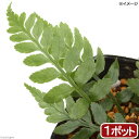 (山野草)シダ(羊歯)クルマシダ(車羊歯)3号(1ポット)常緑性多年草
