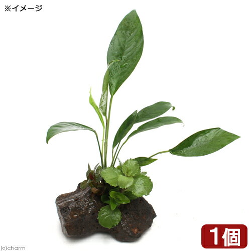 （水草）Plants　Arrangement　ザ　ボンサイ　Ver．アヌビアス　コンゲンシス（水上葉）（1個）