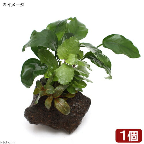 人気の置くだけ簡単シリーズ！！（水草）Plants　Arrangement　ザ　ボンサイ　Ver．アヌビアス　バルテリーナナ（1個）販売単位個発送サイズ石サイズ　8〜12cm残留農薬状態残留農薬処理済学名（※）Anubias　barteri　var．nana（※）…改良品種や学名が不明の種は流通名での記載の場合があります。分類サトイモ科（Araceae）アヌビアス属（Anubias）どんな種類？育成難易度　→　★★☆☆☆・商品の特徴高さ30cm以上の水槽にお勧めです。そのまま水槽のお好みの場所にそっと置くだけの簡単設置！状態のよい水上葉の寄せ植えに、アヌビアスをビニタイで巻いた物です。・アヌビアスハイグロフィラ、アマゾンソードと並んで水草の入門種に挙げられる代表的な種類で、丸い葉が魅力的です。石や流木に着生（張り付く）する性質がある点、水質に幅広く対応し、低光量にも強く、CO2の添加も必要ないことから幅広い用途に使用できる種類です。アヌビアスをメインとした水槽は非常に落ち着いた印象を与えます。着生すると言う性質を利用すれば立体的なレイアウトを作成したり、底床が薄くなりがちで、対応器具も少なめで本格的に水草を楽しむにはパワー不足となりやすい小型水槽においても本格的なレイアウトを楽しめる1種です。肥料は必要無く、逆にどちらも抑え気味の方が綺麗に育てることができます。CO2の添加が無くても問題なく育ちますが、添加をした方が成長が早いです。コケが付きやすいのですが、葉はしっかりしており食害を受けることがあまり無いので、ヤマトヌマエビやオトシンネグロ等のコケ取り能力の高い生体を多めに入れましょう。着生させる際は既に伸びている根は出来るだけ短くカットしてしまいます（伸びた根には物に張り付く力がありません）。有茎草の様に光に向かって成長する事が無い為、観賞に適した位置になるように調整して構いません。くくり付ける場合は、ウッドタイト等の使用がお勧めです。糸状のものは着生する前に腐ってしまったり、株を傷めたりすることがあるのであまりお勧めできません。環境や維持についてはうるさい所は無いのですが、急な温度変化（特に低水温）や、地下茎のような部分を傷つけたり、通水性が悪くゴミや排泄物が大量に溜まった場合、底床に埋め込んでしまった場合は調子を落とす場合があります。また真新しいソイルを使用した水槽や、RO水で維持している水槽など、極端に硬度の低い水槽でもやはり調子を落とすことがあります。育成要件＆データ光量　　　　　→　60cm20W3灯以上CO2　　　　 →　無くても可　1滴／3秒（60cm標準水槽相当）pH　　　　　　→　6〜7．5GH　　　　 　 →　0〜6kH　　　　　　→　0〜6温度　　　　　→　20〜28度底砂　　　　　→　ソイル、砂、大磯推奨水槽　　→　30cm以上　植栽位置　　→　前□■■□□後草姿　　　　　→　サトイモ系、活着系最大草姿　　→　草丈10cm生長速度　　→　遅い増殖方法　　→　株分け※…育成環境は一例です。必ずしもこの環境下であれば育つことを確約するものではございません。注意※表記サイズは目安となります。入荷時期によって多少前後する場合がございます。本商品は巻きたてとなります。品種をお選び頂く事はできませんので、予めご了承下さい。PSBQ10　ピーエスビーキュート　淡水用　30mL5個セット　光合成細菌　バクテリア　熱帯魚（生餌）淡水用　微生物で水質向上セット　エサ用ゾウリムシミックス＋PSBQ10　本州四国限定（エビ）ヤマトヌマエビ（5匹）　北海道・九州航空便要保温（エビ）ミナミヌマエビ（10匹）（＋1割おまけ）　北海道・九州航空便要保温（熱帯魚）オトシンクルス（3匹）　北海道・九州航空便要保温Fe　Energy（エフイーエナジー）　アクア　濃縮タイプ　20mL　（水草の栄養液）形状お任せ　風山石　サイズミックス　5kg　国産品　45cm水槽向け　アクアリウム　レイアウト素材日本動物薬品　ニチドウ　水草が育つCO2リキッド　2本入　（緑） … 熱帯魚　_aqua　水草　溶岩石付　多孔質　wp_kywrd　アヌビアス　バルテリー　ナナ　ボンサイシリーズ　20180110　NT　Anubias　barteri　var.　nana　okudakeplants■この商品をお買い上げのお客様は、下記商品もお買い上げです。※この商品には付属しません。■PSBQ10　ピーエスビーキュート　淡水用　30mL5個セット　光合成細菌　バクテリア　熱帯魚（生餌）淡水用　微生物で水質向上セット　エサ用ゾウリムシミックス＋PSBQ10　本州四国限定（エビ）ヤマトヌマエビ（5匹）　北海道・九州航空便要保温（エビ）ミナミヌマエビ（10匹）（＋1割おまけ）　北海道・九州航空便要保温（熱帯魚）オトシンクルス（3匹）　北海道・九州航空便要保温Fe　Energy（エフイーエナジー）　アクア　濃縮タイプ　20mL　（水草の栄養液）形状お任せ　風山石　サイズミックス　5kg　国産品　45cm水槽向け　アクアリウム　レイアウト素材日本動物薬品　ニチドウ　水草が育つCO2リキッド　2本入　（緑）