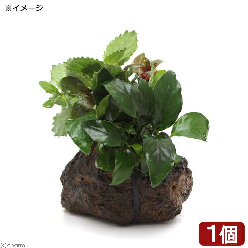 （水草）Plants　Arrangement　ザ　ボンサイ　Ver．アヌビアス　ナナリンクルリーフ（水上葉）（1個）