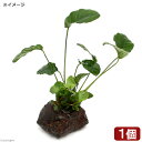 （水草）Plants　Arrangement　ザ　ボンサイ　Ver．アヌビアス　バルテリーリンクルリーフ（水上葉）（1個）