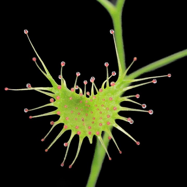 （食虫植物）イシモチソウ　3．5号（1ポット）