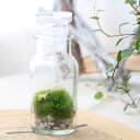 (観葉植物)苔Terrarium 羊の丘 テラリウムキット