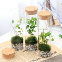 (観葉植物)苔テラリウム インテリアプランツ スタンドガラス(1個) コケテラリウム 苔テラ コケテラ 苔 インテリア