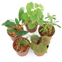 (テラリウム)おまかせ熱帯植物(1ポット)