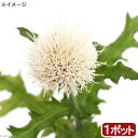 (山野草)白花ノアザミ(白花野薊) 3号(1ポット)
