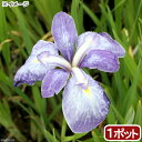 (ビオトープ)水生植物 花菖蒲 青柳(アオヤナギ)伊勢系垂咲三英花薄紫(1ポット)