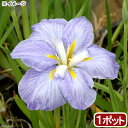 (ビオトープ)水生植物 花菖蒲 青根(アオネ)肥後系薄青紫花(1ポット)