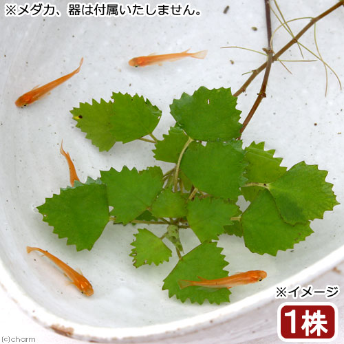 （ビオトープ）水生植物　ヒメビシ（1株）　浮葉植物