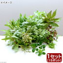 (水草)おまかせ水草ミニポット レイアウトセット(水上葉)(1セット)(無農薬)