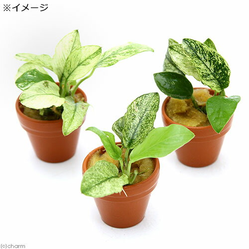 （水草）アヌビアスナナ　斑入り　プチ素焼き鉢（水上葉）（1鉢）