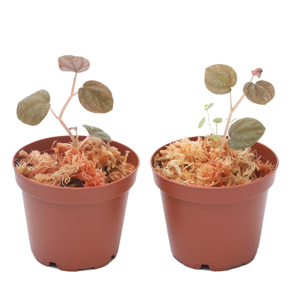 �ʥƥ�ꥦ��˥ڥڥ��ߥ�������ȥ˥��ʡ�1�ݥåȡˡ��̳�ƻ���彣�Ҷ������ݲ�