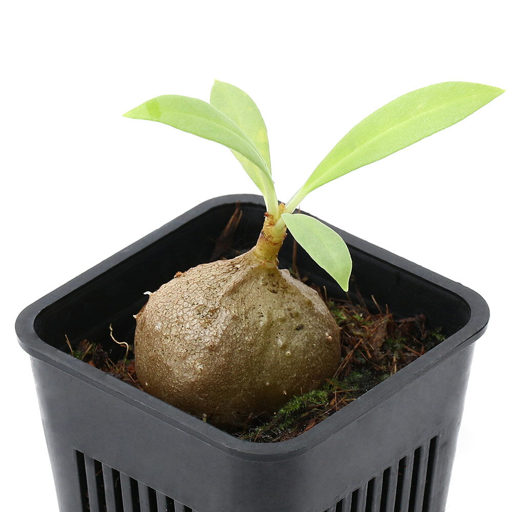 アリと共生する植物！ミルメコディアcf．ツベローサ　"lanceolata"発送サイズ塊根部:約3〜4cm ※発送時期により前後する場合がございます。学名（※）Myrmecodia　cf．　tuberosa （※）…改良品種や学名が不明の種は流通名での記載の場合があります。 分類アカネ科ミルメコディア属 どんな種類？ 育成難易度　→　★★★★☆ アカネ科の植物。 東南アジア〜オセアニアが原産のミルメコディアで、アリと共生することで知られています。 低温には強くないので15度以下にはならないように管理する必要があります。 ある程度の光を好む為、屋内管理では植物用のLED等を直下で当てる事をおすすめします。 管理方法湿度の保てる容器内での栽培をお勧めいたします。直射日光は葉焼けの原因となります。 生育適温は、15℃〜25℃が目安です。 水切れに弱いため、湿った状態を保ちます。 ※当店では湿度100％に近い環境で管理を行っています。 成長に伴い湿度は70％程度まで下げる事をおすすめします。 葉水等を行うと状態良く栽培が可能となります。注意※表記サイズは1株（1本）でのおおよその目安です。育成環境や、成長の度合いにより最大サイズは異なります。 ※画像はイメージです。ボリュームや葉の枚数、ポットの大きさは株ごとに異なりますのでご了承の上お買い求めください。 ※入荷ロットにより用土またはミズゴケでの発送となります。 ※ボリュームや葉の枚数、大きさは株ごとに異なりますのでご了承の上お買い求めください。 ※株のみの発送となる場合がございます。 ※時期により発送サイズが前後する場合がございます。ご了承の上お買い求めください。 ※葉のキズ、枯れ等がある場合がございます。 RainForest　パルダリウムケージプロ　PCP6045　60×30×45cm　パルダリウム　お一人様1点限り　60cm水槽水苔　ペルー産　150g　AAA　圧縮タイプハイポネックス　原液　〜Newレイシオ〜　800ml　追肥　液体肥料　速効性肥料　草花　野菜プレステラ　120深型　黒　10個セット　スリット鉢　ハオルチア　エケベリア園芸用蓄圧式噴霧器　全自動ハイパー　＃4000（4L） … _gardening　_aqua　_hachu　sfset　観葉植物　園芸　ガーデニング　ビバリウム　アクアテラリウム　パルダリウム　水草all_plants　育て方　育成方法　栽培方法　terrariumplants　アリ植物　アリノトリデ　蟻の砦　Myrmecodia　tuberosa　lanceolata　東南アジア　オセアニア　アカネ科ミルメコディア属　あり玉　y23m06　KYS　20230602■この商品をお買い上げのお客様は、下記商品もお買い上げです。※この商品には付属しません。■RainForest　パルダリウムケージプロ　PCP6045　60×30×45cm　パルダリウム　お一人様1点限り　60cm水槽水苔　ペルー産　150g　AAA　圧縮タイプハイポネックス　原液　〜Newレイシオ〜　800ml　追肥　液体肥料　速効性肥料　草花　野菜プレステラ　120深型　黒　10個セット　スリット鉢　ハオルチア　エケベリア園芸用蓄圧式噴霧器　全自動ハイパー　＃4000（4L）