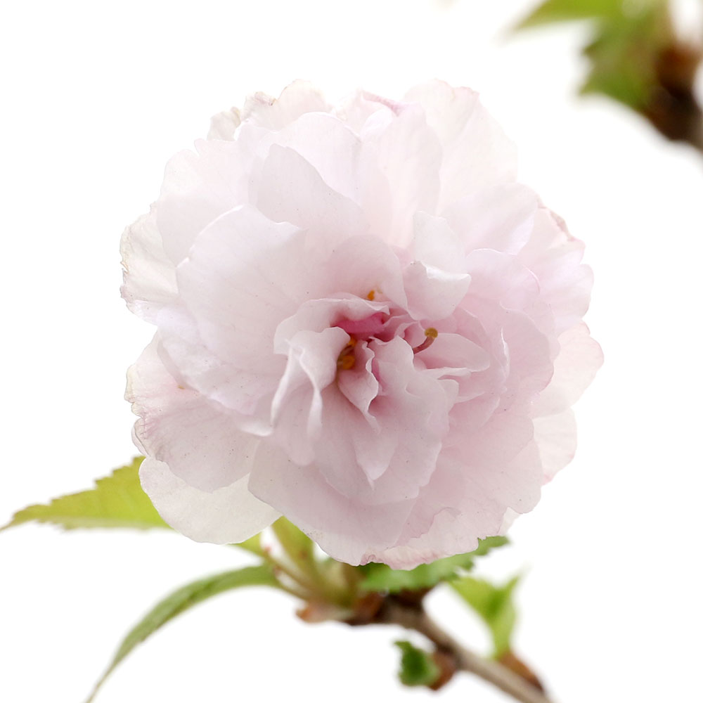 （山野草）盆栽 サクラ（桜）八房富士桜 淋宝（リンポウ）3号（1ポット）（休眠状態）