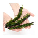 (水草)巻きたて フレームモス付 スティック流木 Sサイズ(12〜17cm)(無農薬)(1本)