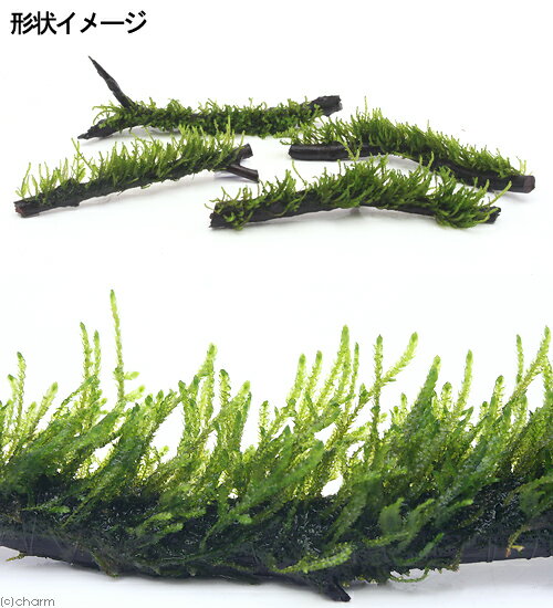 （水草）巻きたて　フレームモス付　スティック流木　Sサイズ（12〜17cm）（無農薬...