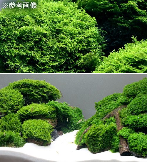 （水草）極　プレミアムグリーンモス（水中葉）（無農薬）（1カップ）