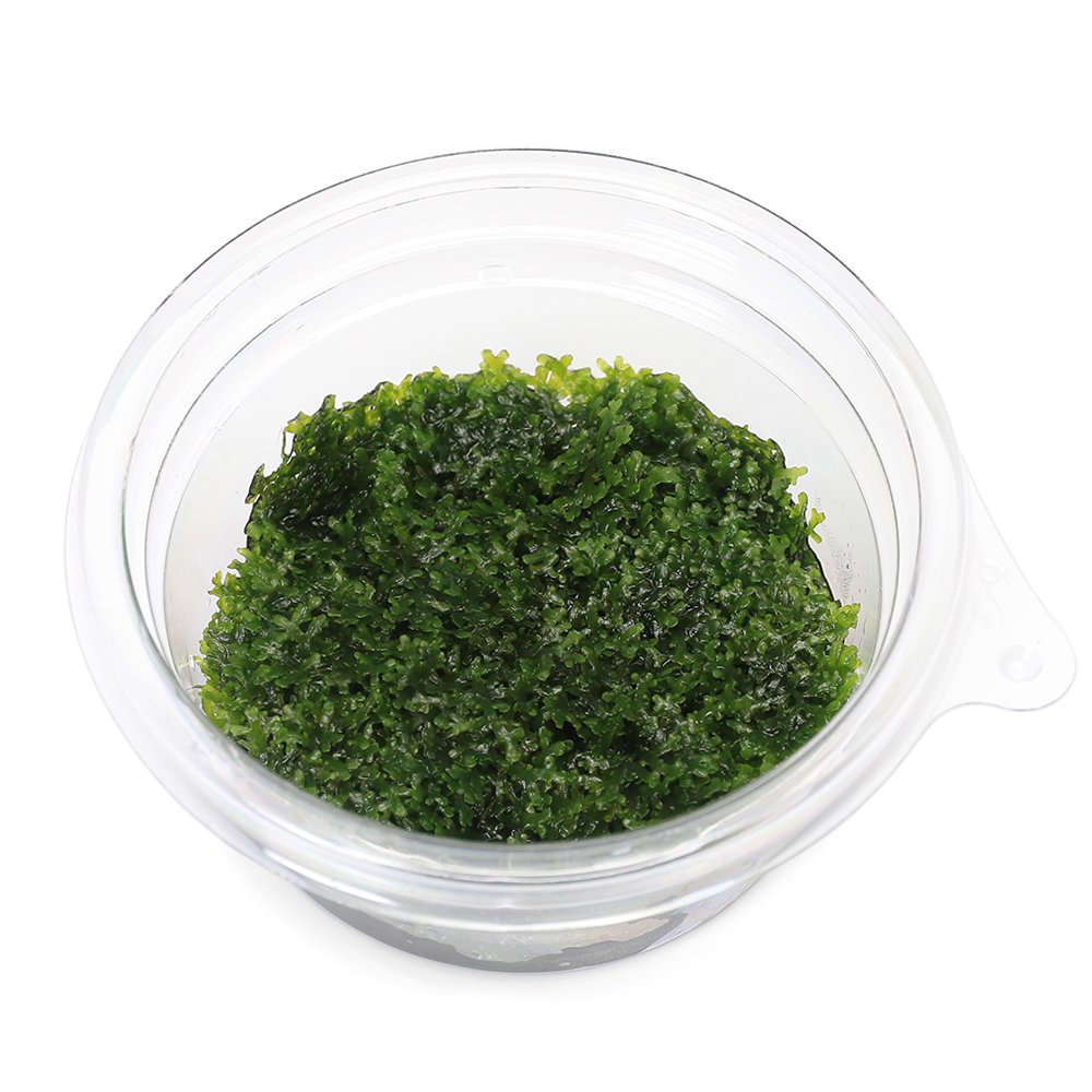 �ʿ���˶ˡ��ץ�ߥ��॰�꡼��⥹�ʿ����աˡ�̵�����ˡ�1���åס�