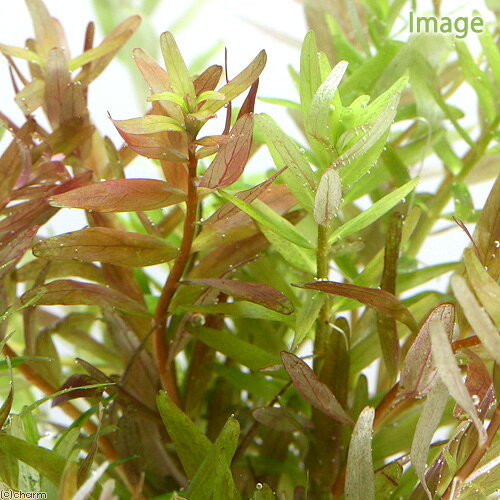 （水草）ハニカムシェルター　寄せ植えミックス　Ver．ロタラ（水中葉）（水中葉）...
