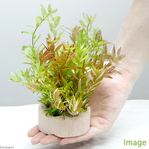 （水草）ハニカムシェルター　寄せ植えミックス　Ver．ロタラ（水中葉）（水中葉）...