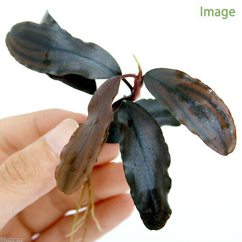 �ʿ���˥֥��ե����ɥ�sp��Copper��Melawi��̵�����ˡʿ����աˡ�1����