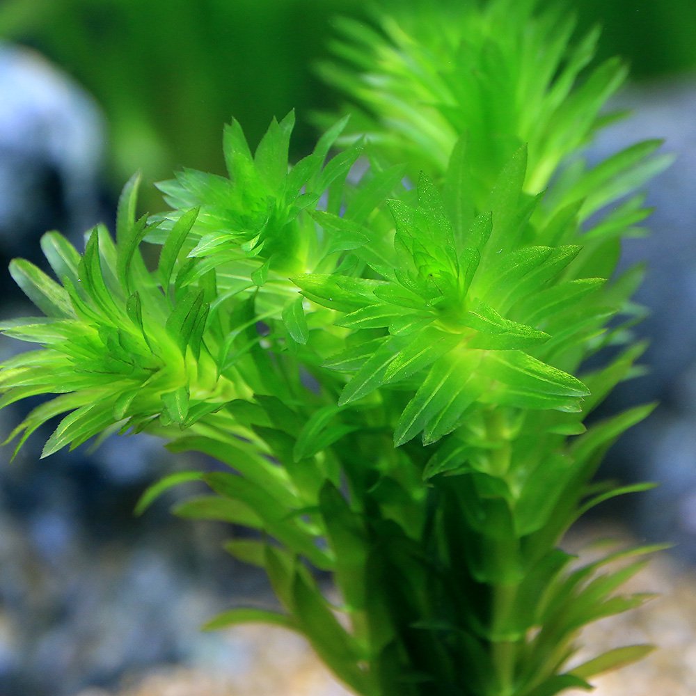 （水草）メダカ・金魚藻　国産　ゼオライトリング（グレー）アナカリス　ミニ（無...
