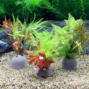 (水草)ゼオライトリング(グレー)有茎ミックス クリスマスカラー(水中葉)(2個)