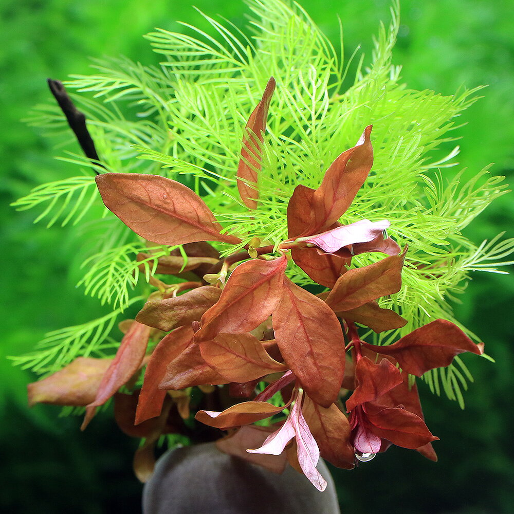 （水草）ゼオライトリング（グレー）有茎ミックス　クリスマスカラー（水中葉）（2...