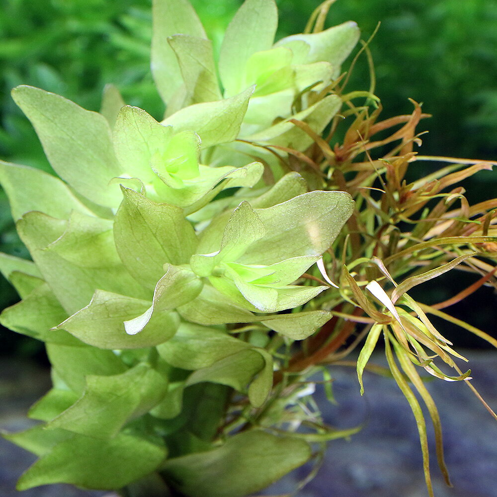 （水草）ゼオライトリング（グレー）有茎ミックス　クリスマスカラー（水中葉）（2...