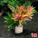 ライフマルチ(茶)モス付き赤系有茎草 クリスマスカラー