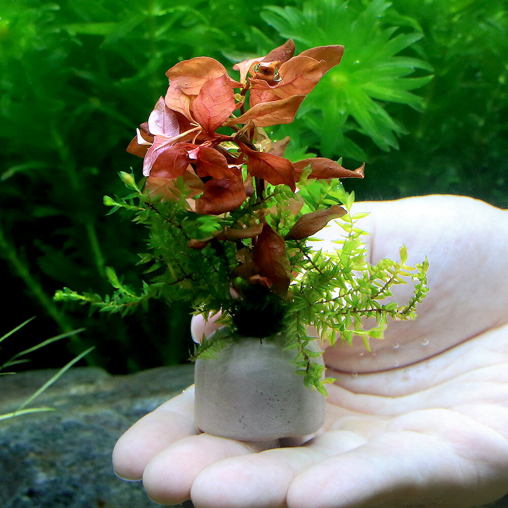 （水草）ゼオライトリング（グレー）モス付き赤系有茎草　クリスマスカラー（水中...