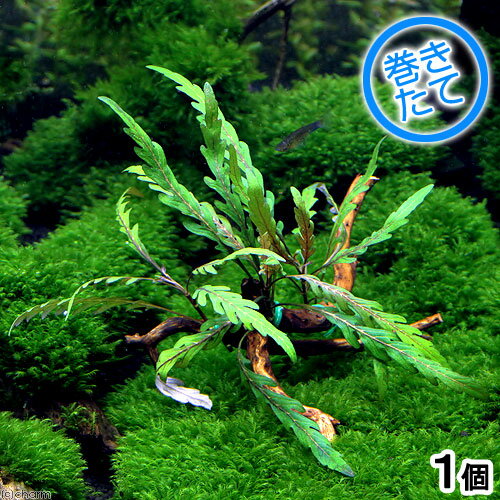 （水草）巻きたて　ハイグロフィラsp．ラトナギリ付き　極上流木　Sサイズ（無農薬）（1本）（約15cm）