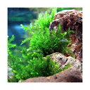 (水草)オレゴンリバーモス グラスリング付き(無農薬)(3個)