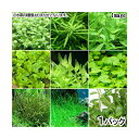 (水草)おまかせ前景草 5種セット(水中葉)(無農薬)(1パック)