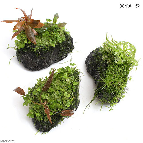 charm 3980 楽天市場店の（水草）巻きたて　草たちの水景　溶岩石（無農薬）（1個）｜アングル2