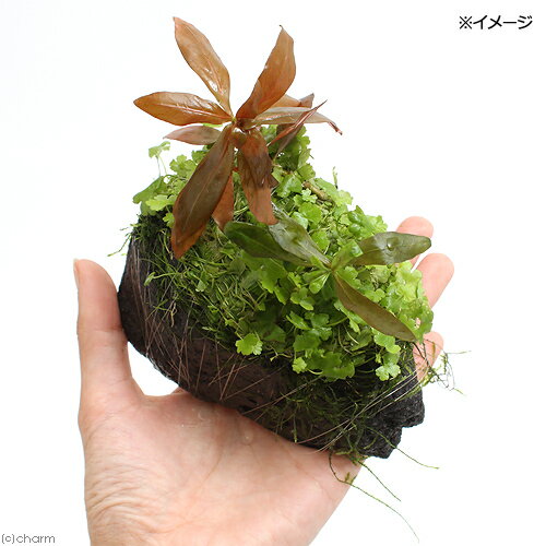 （水草）巻きたて　草たちの水景　溶岩石（無農薬）（1個）