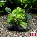(水草)巻きたて 草たちの水景 溶岩石 Ver.ブセファランドラ(1個)