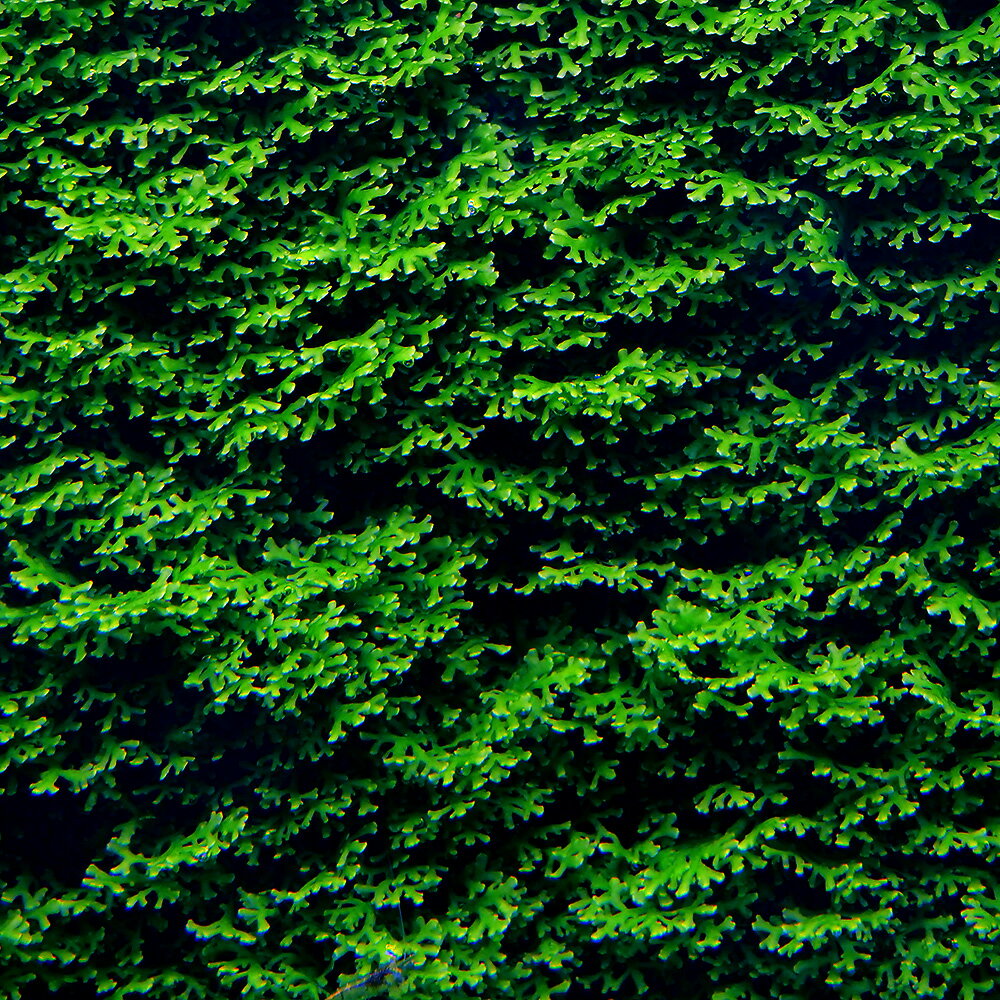 綺麗に育った所を選別してパックします！プレミアムグリーンモス発送サイズ4cm×4cm程度（1カップ）※育成状況により、サイズや色、量等が画像と若干異なる場合がございます。残留農薬状態無農薬別名プレミアム　モスモスsp．タイ産ナミガタスジゴケ学名（※）Riccardia chamedryfolia（※）…改良品種や学名が不明の種は流通名での記載の場合があります。分類スジゴケ科（Aneuraceae）スジゴケ属（Riccardia）分布日本、東南アジアどんな種類？スジゴケ科（Aneuraceae）の植物です。明るいライトグリーンが魅力的なコケの仲間で、ビーシュリンプと共に人気が出てきた種です。本種の仲間の質感は独特で、ある程度の力を加えるとパリパリ・ゴワゴワと切れる性質があります。細かくなってしまっても成長に差し支えはありませんが、巻くのにコツが必要となります。炭酸ガスを添加し、強光で育てると綺麗なライトグリーンに仕上がります。成長は遅めですが、独特な形質で重なるように成長した姿は非常に美しいです。流木や石などに活着させると綺麗な水槽風景を作ってくれます。育成要件＆データ育成難易度　→　★★★☆☆光量　　　　　→　60cm20W3灯以上（2400〜3000lm）CO2　　　　 →　1滴／3秒（60cm標準水槽相当）pH　　　　　　→　5〜7GH　　　　 　 →　0〜6kH　　　　　　→　0〜6温度　　　　　→　20〜26度底砂　　　　　→　ソイル、砂、大磯推奨水槽　　→　30cm以上植栽位置　　→　前□■■■□後草姿　　　　　→　コケ・モス、活着系最大草姿　　→　—生長速度　　→　遅め増殖方法　　→　枝わかれ※…育成環境は一例です。必ずしもこの環境下であれば育つことを確約するものではございません。注意※育成環境や成長の度合いにより、色味が変化する場合がございます。（エビ）お一人様1点限り　無選別　レッドビーシュリンプ　赤白バンド（10匹）（＋1割おまけ）　北海道・九州航空便要保温（エビ）お一人様1点限り　チェリーレッドシュリンプ（18匹）（＋1割おまけ）　北海道・九州航空便要保温（エビ）ヤマトヌマエビ（5匹）　北海道・九州航空便要保温（エビ）ミナミヌマエビ（10匹）（＋1割おまけ）　北海道・九州航空便要保温（熱帯魚）オトシンクルス（3匹）　北海道・九州航空便要保温多機能リングろ材　LIFE　MULTI（ライフマルチ）　約500mL（16個入）Fe　Energy（エフイーエナジー）　アクア　濃縮タイプ　20mL　（水草の栄養液）形状お任せ　風山石　サイズミックス　5kg　国産品　45cm水槽向け　アクアリウム　レイアウト素材日本動物薬品　ニチドウ　水草が育つCO2リキッド　2本入　（緑）PSBQ10　ピーエスビーキュート　淡水用　30mL5個セット　光合成細菌　バクテリア　熱帯魚アクロ　化学反応式CO2ジェネレーターセット　クエン酸重曹付属　水草育成 … 水草　陰性　低光量　コケ　モス　all_plants　wp_kywrd　プレミアムモス　プレモス　プレミアムグリーンモス　モスsp　ビバリウム　テラリウム　パルダリウム　スジゴケ科　Aneuraceae　スジゴケ属　Riccardia　chamedryfolia　YKY　y22m07　2022kouki　p5mizbrk2305　weeklywplant（水草）極　プレミアムグリーンモス（水中葉）（無農薬）（1カップ）構成する商品内容は在庫状況により予告無く変更になる場合がございます。予めご了承下さい。■この商品をお買い上げのお客様は、下記商品もお買い上げです。※この商品には付属しません。■（エビ）お一人様1点限り　無選別　レッドビーシュリンプ　赤白バンド（10匹）（＋1割おまけ）　北海道・九州航空便要保温（エビ）お一人様1点限り　チェリーレッドシュリンプ（18匹）（＋1割おまけ）　北海道・九州航空便要保温（エビ）ヤマトヌマエビ（5匹）　北海道・九州航空便要保温（エビ）ミナミヌマエビ（10匹）（＋1割おまけ）　北海道・九州航空便要保温（熱帯魚）オトシンクルス（3匹）　北海道・九州航空便要保温多機能リングろ材　LIFE　MULTI（ライフマルチ）　約500mL（16個入）Fe　Energy（エフイーエナジー）　アクア　濃縮タイプ　20mL　（水草の栄養液）形状お任せ　風山石　サイズミックス　5kg　国産品　45cm水槽向け　アクアリウム　レイアウト素材日本動物薬品　ニチドウ　水草が育つCO2リキッド　2本入　（緑）PSBQ10　ピーエスビーキュート　淡水用　30mL5個セット　光合成細菌　バクテリア　熱帯魚アクロ　化学反応式CO2ジェネレーターセット　クエン酸重曹付属　水草育成