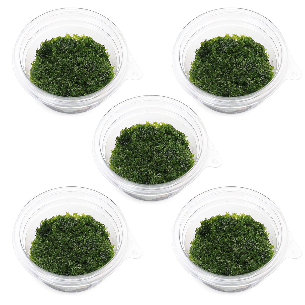 �ʿ���˶ˡ��ץ�ߥ��॰�꡼��⥹�ʿ����աˡ�̵�����ˡ�5���åס�