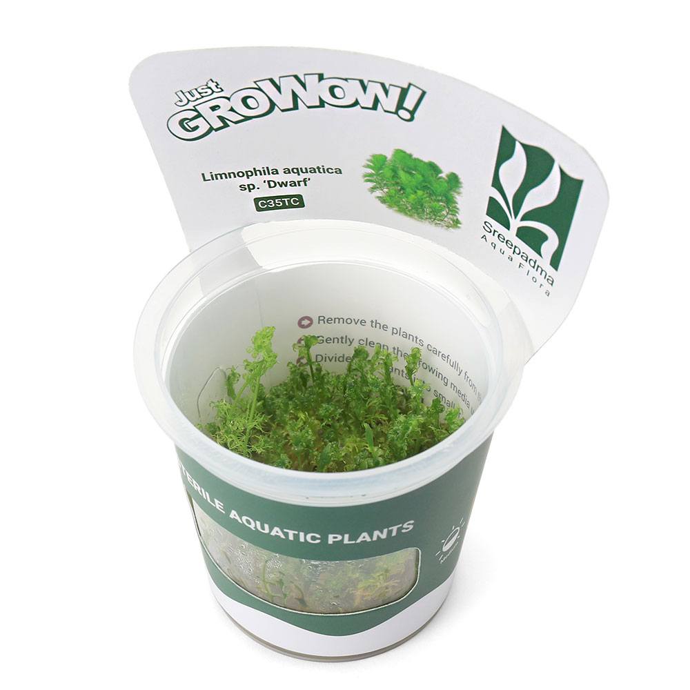 （水草）組織培養GROWOW！　リムノフィラ　アクアチカ　ドワーフ（無農薬）（1カップ）