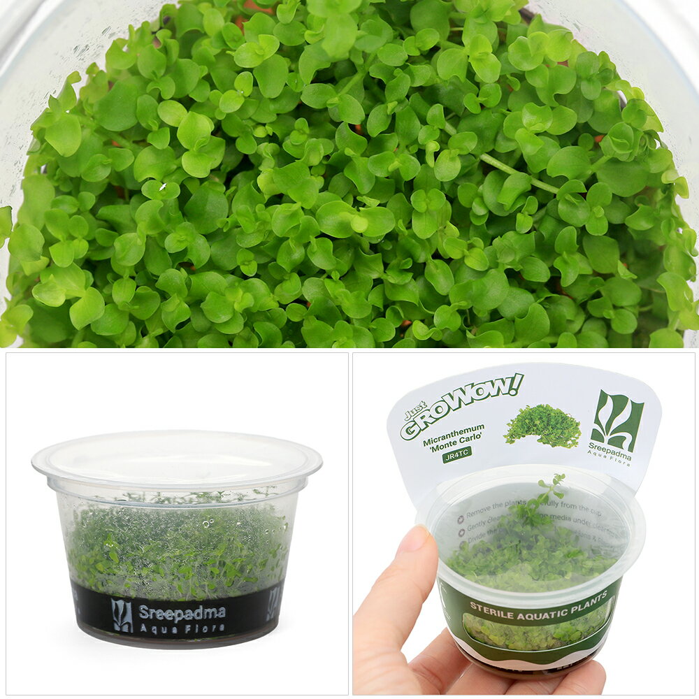 �ʿ�����ȿ�����GROWOW�����˥塼�顼���ѡ��륰�饹��̵�����ˡ�1���åס�