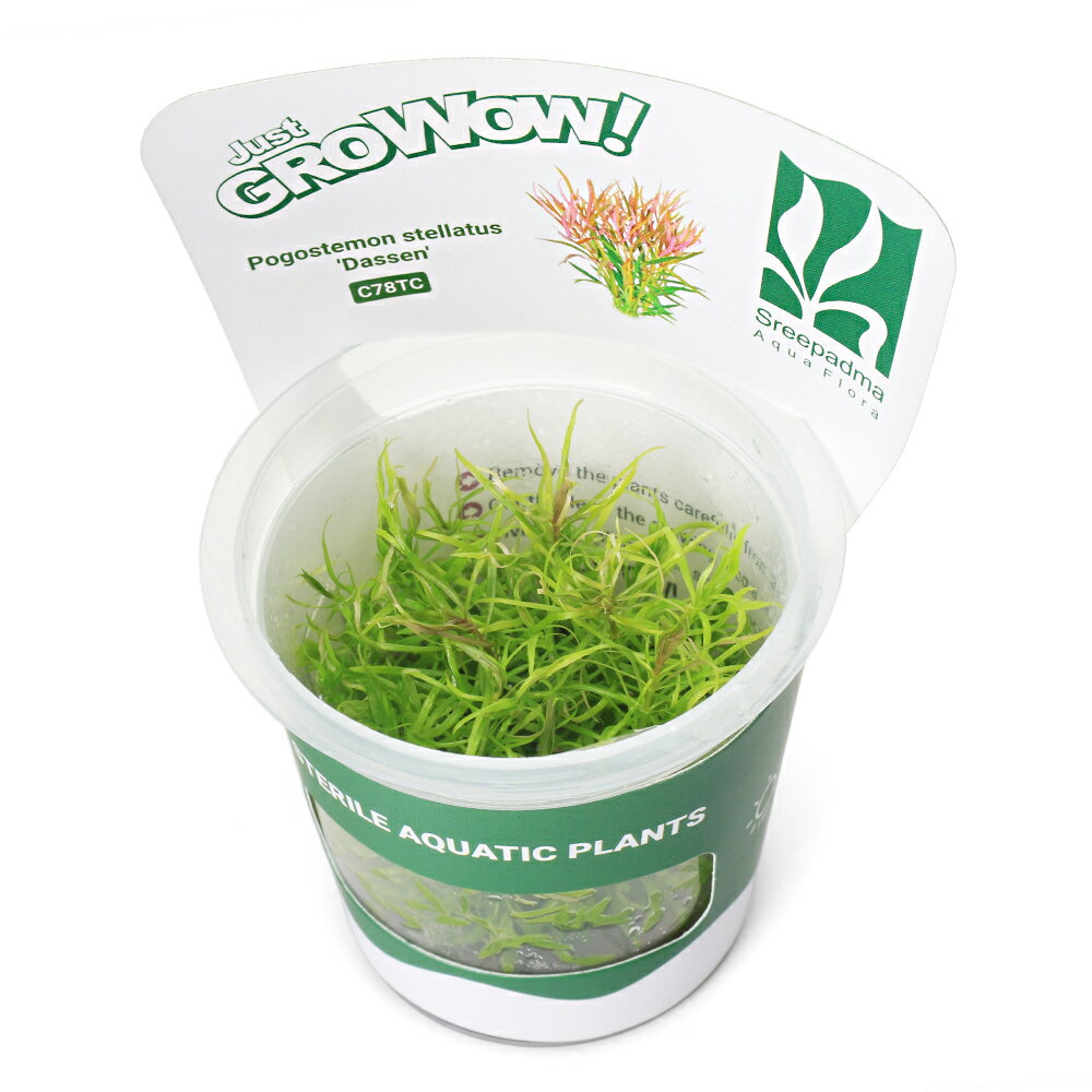 （水草）組織培養GROWOW！　ポゴステモン　ステラータ　ダッセン（無農薬）（1カップ）