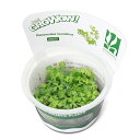 (水草)組織培養GROWOW! ラヌンクルス イヌンダタス(無農薬)(1カップ)
