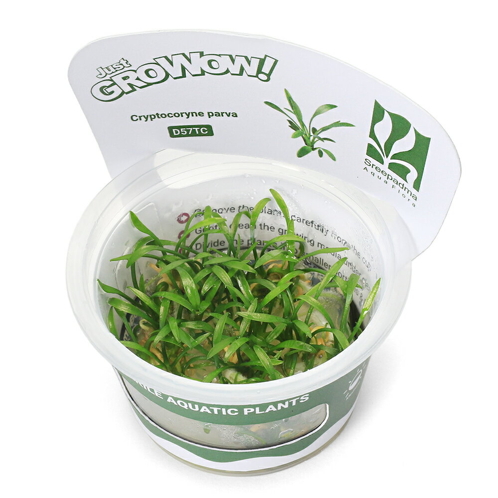 乐天商城 - （水草）組織培養GROWOW！　クリプトコリネ　パルヴァ（無農薬）（1カップ）　D57 TC