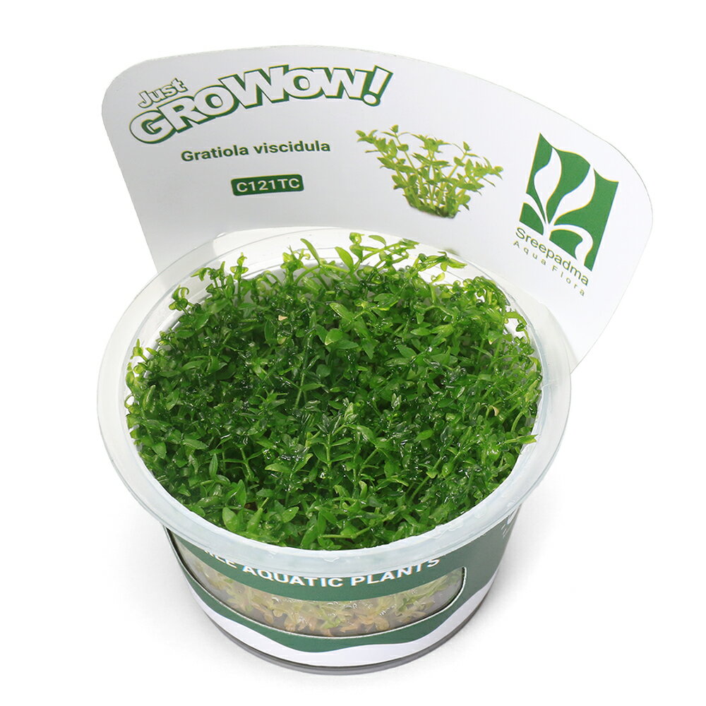 （入荷未定）（水草）組織培養GROWOW！ グラティオラ ヴィスキデゥラ（無農薬）（1カップ）