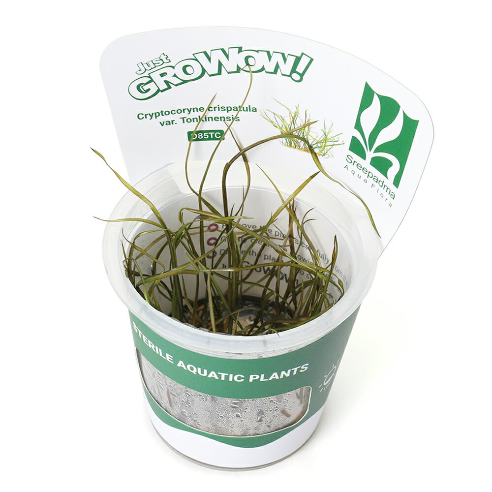 （水草）組織培養GROWOW！　クリプトコリネ　トンキネンシス（無農薬）（1カップ）　北海道・九州航空便要保温