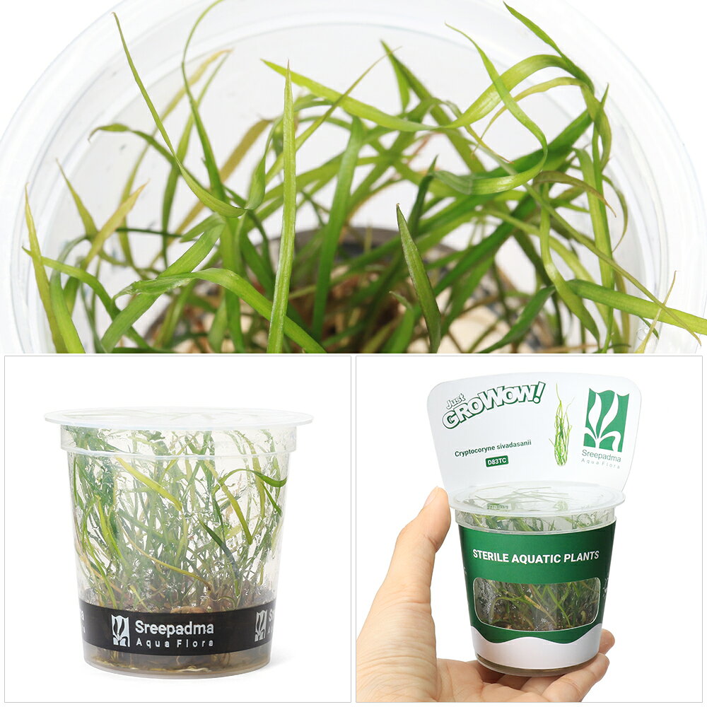 （水草）組織培養GROWOW！　クリプトコリネ　シバダサニー（無農薬）（1カップ）　...